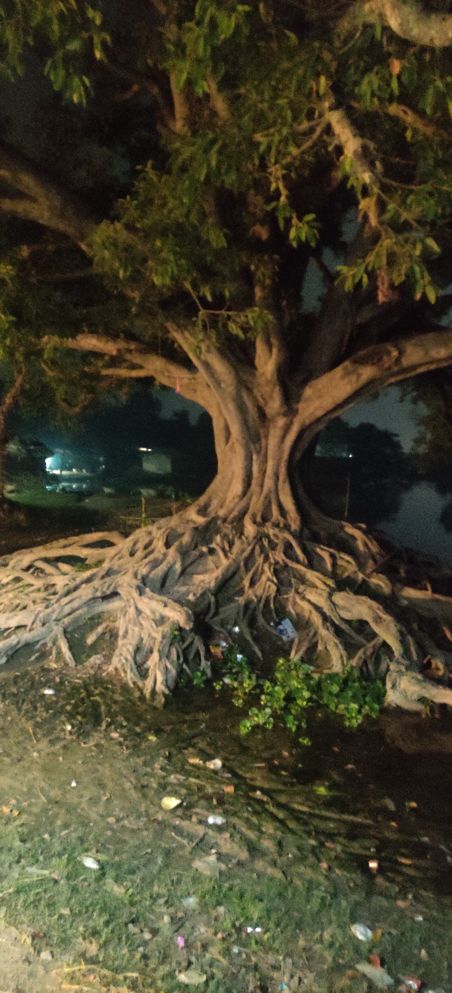 The Banyan Tree The Silent Guardian of Indian Villages